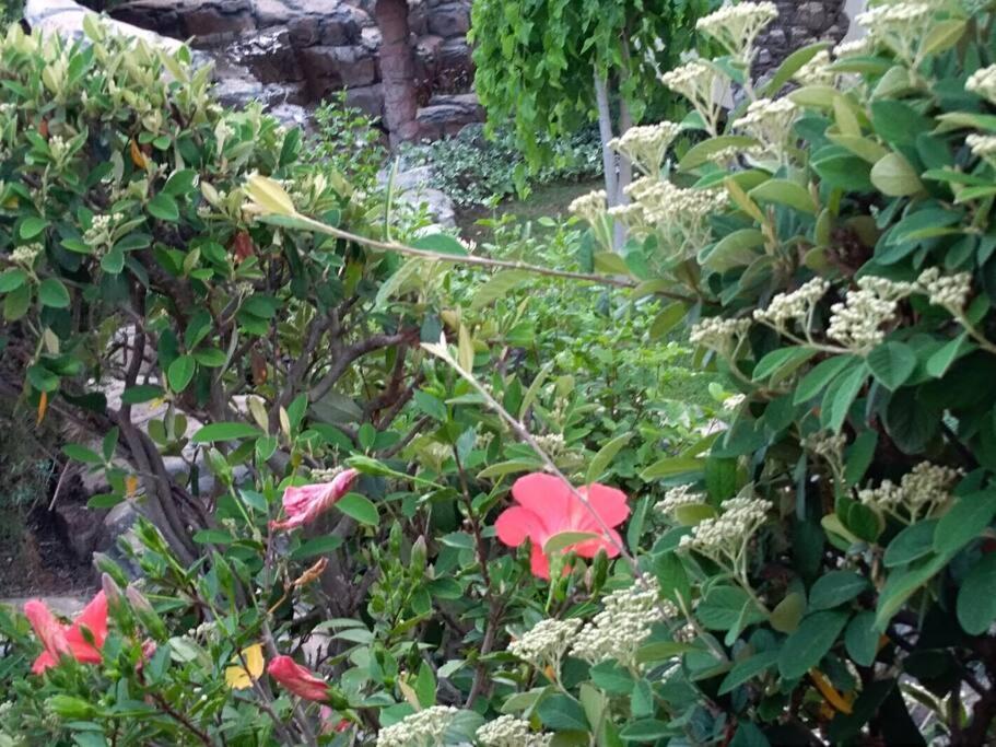 Apartment Mediterranean Garden リエカ エクステリア 写真